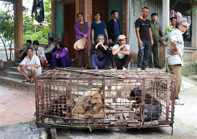 Trong ảnh: Đàn chó đã được lực lượng chức năng bắt giữ. Ảnh: Đinh Tuấn - TTXVN