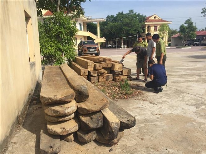 Trong ảnh: Lực lượng chức năng đã thu giữ khoảng 5,8m3 gỗ, chủ yếu là gỗ nang, gỗ vạc,...mà các đối tượng này bỏ lại. Ảnh: TTXVN phát