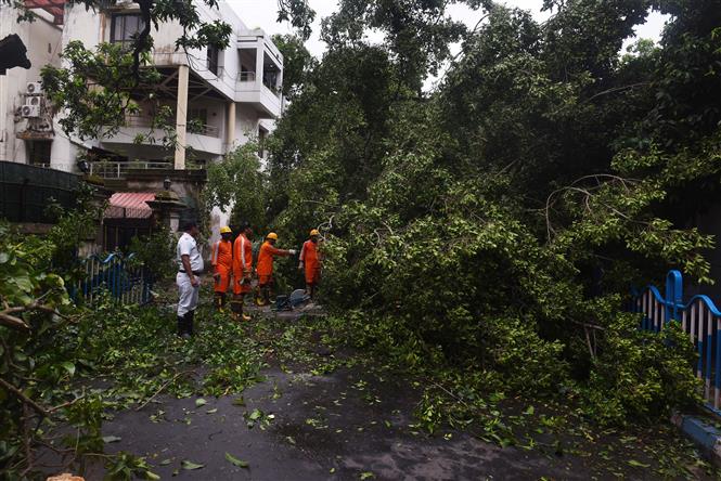 Trong ảnh: Cây cối bị quật đổ sau bão Amphan tại bang Kolkata, Ấn Độ ngày 21/5/2020. Ảnh: THX/TTXVN