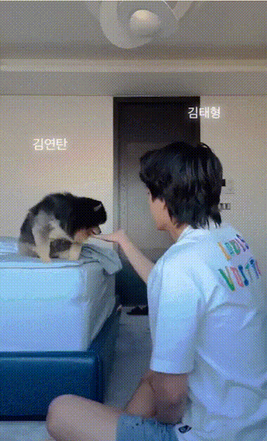 BTS, BTS tin tức, BTS thành viên, Kpop, ARMY, BTS profile, BTS youtube, BTS idol, V, V BTS, BTS V, Yeontan, BTS dog, BTS cún cưng, BTS pet