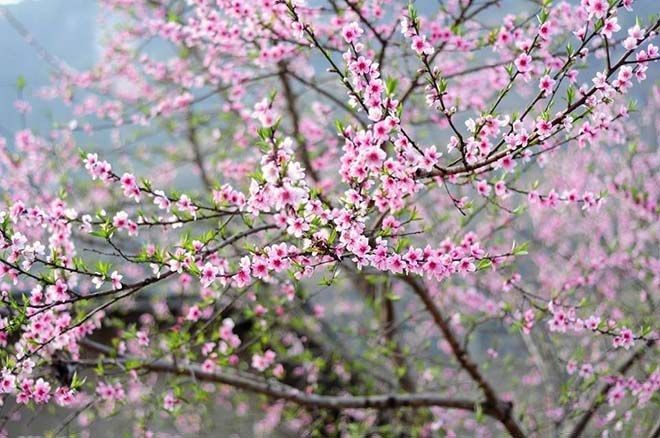 Văn khấn tất niên, Bài cúng tất niên, Bài khấn tất niên, Cúng Tất niên, tất niên, cúng tất niên 30 tết, mâm cúng tất niên, khấn tất niên, Văn khấn tất niên tết tân sửu