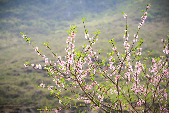 hướng xuất hành, ngày xuất hành, tết nguyên đán, xuân nhâm dần