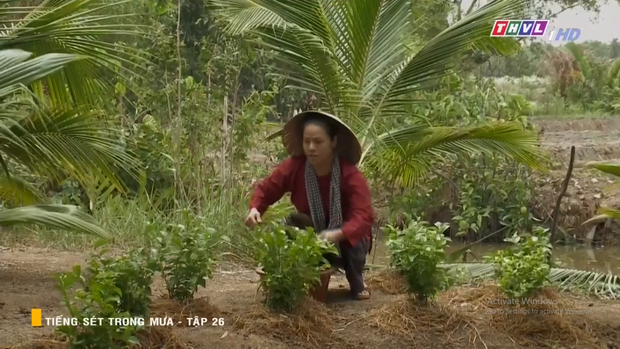 Tiếng sét trong mưa, Tiếng sét trong mưa tập 29, tieng set trong mua, tiếng sét trong mưa, thvl1, tiếng sét trong mưa tập 29, tieng set trong mua tap 29, THVL1, Thvl1