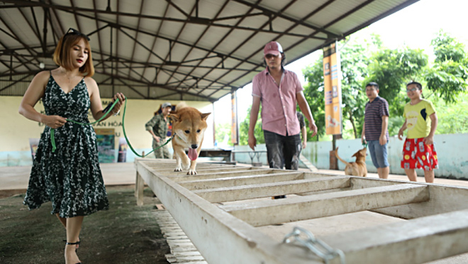 VIDEO: Chú chó Shiba Inu có gì đặc biệt mà được chọn vào vai 'cậu Vàng' của lão Hạc?