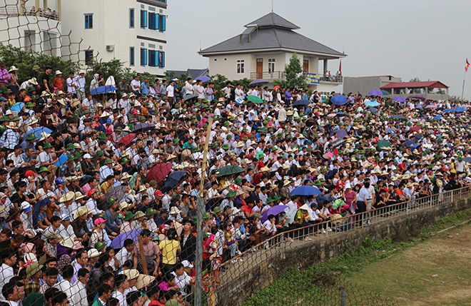 Chọi trâu Hải Lựu, Xem chọi trâu Hải Lựu, Trực tiếp chọi trâu Hải Lựu, Chọi trâu, xem chọi trâu hải lựu 2019, chọi trâu Hải Lựu 2019, trực tiếp chọi trâu Hải Lựu 2019