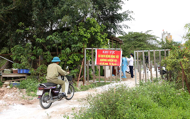 Tả lợn châu Phi, Tả lợn châu Phi có lây sang người, Dịch tả lợn châu Phi, Tả lợn, dịch tả lợn châu phi có lây sang người, tả lợn châu phi có lây sang người không, ta lon