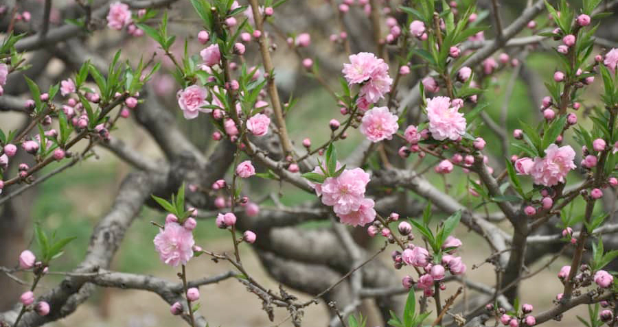 Bài cúng tất niên, Văn khấn Tất niên, Cúng tất niên, Bai cung tat nien, van khan tat nien, lấ tất niên, mâm cúng tất niên, bài cúng tất niên 2020, bài khấn tất niên