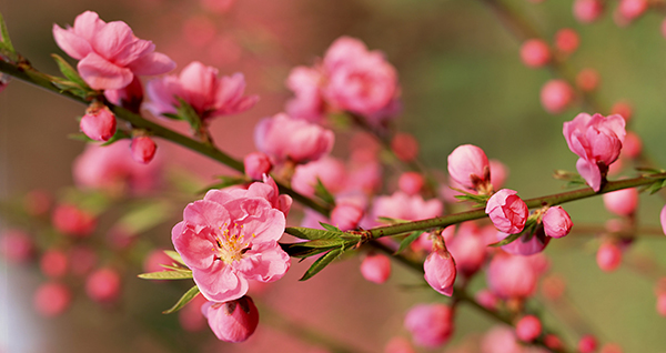 Văn khấn tất niên, Bài cúng tất niên, Bài khấn tất niên, Cúng Tất niên, tất niên, cúng tất niên 30 tết, mâm cúng tất niên, khấn tất niên, Văn khấn tất niên tết tân sửu